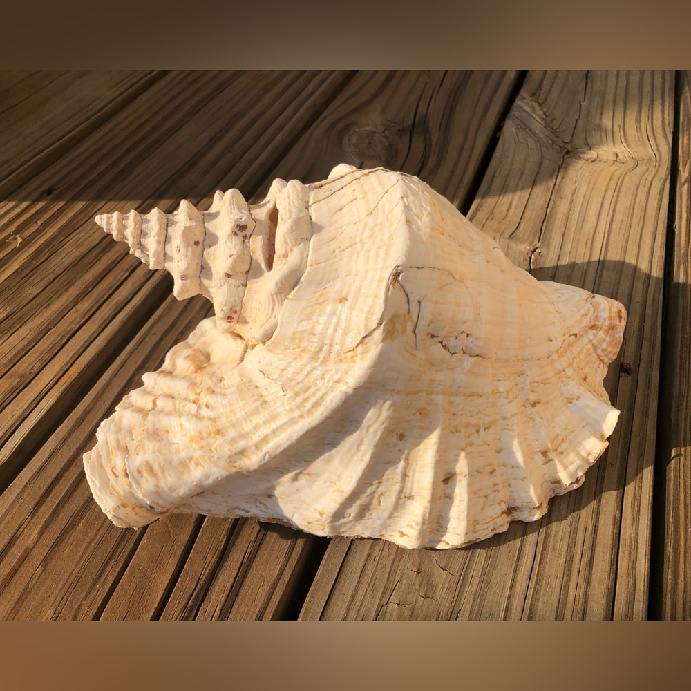Large Conch Seashell White Pink Natural 9.5” Long 3 Lb 8 Oz Boho Beach Fish Tank